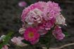Alice rose photo