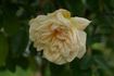 Fernand Tanne rose photo