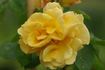 Goldener Olymp rose photo
