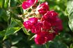 Grootendorst Supreme rose photo