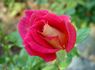 Alter Ego rose photo
