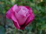 Cloudland rose photo