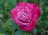 Cloudland rose photo