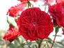Cherry Hi ™ rose photo