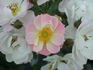 Fair Molly rose photo