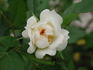 Little Eskimo rose photo
