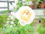 Jean Galbraith rose photo