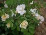 65 Roses rose photo