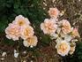 Howard Florey rose photo