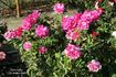 Neon Lights rose photo