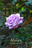 Aozora rose photo