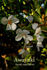 Awayuki rose photo