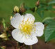<i>Rosa glomerata</i> Rehder rose photo