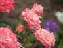 Kay Denise rose photo