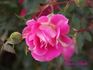 Adam's Smile™ rose photo