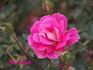 Adam's Smile™ rose photo