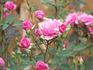 Orchid Jubilee ™ rose photo