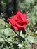 Celebrate America ™ rose photo