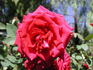 Celebrate America ™ rose photo