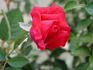 Baden-Baden rose photo