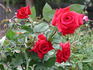 Celebrate America ™ rose photo
