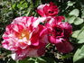 Tigress ™ rose photo
