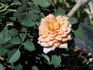 Cinnamon Delight ™ rose photo