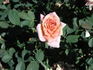 Cinnamon Delight ™ rose photo