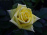Aberlady™ rose photo
