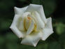 Anna Marie ™ rose photo