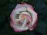 Class of '73 rose photo