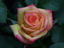 Sunswept ™ rose photo