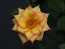Sunswept ™ rose photo
