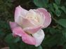 Classie Lassie ™ rose photo