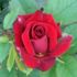 Almost Perfect rose photo