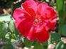 Baden-Baden rose photo