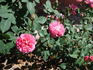 Jardins de Viels Maisons ® rose photo