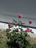 Wistful ™ rose photo