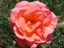 Frontier Twirl rose photo