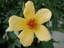 Candleflame rose photo