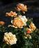 Gingerbread Man rose photo