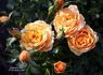 Gingerbread Man rose photo