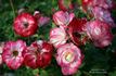 Lipstick 'n' Lace rose photo