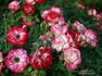 Lipstick 'n' Lace rose photo