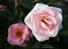 Mother's Love rose photo