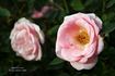 Mother's Love rose photo