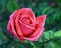 Lucy Cramphorn rose photo