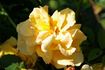 Goldener Olymp rose photo