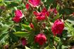 Grootendorst Supreme rose photo