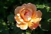 Southampton rose photo